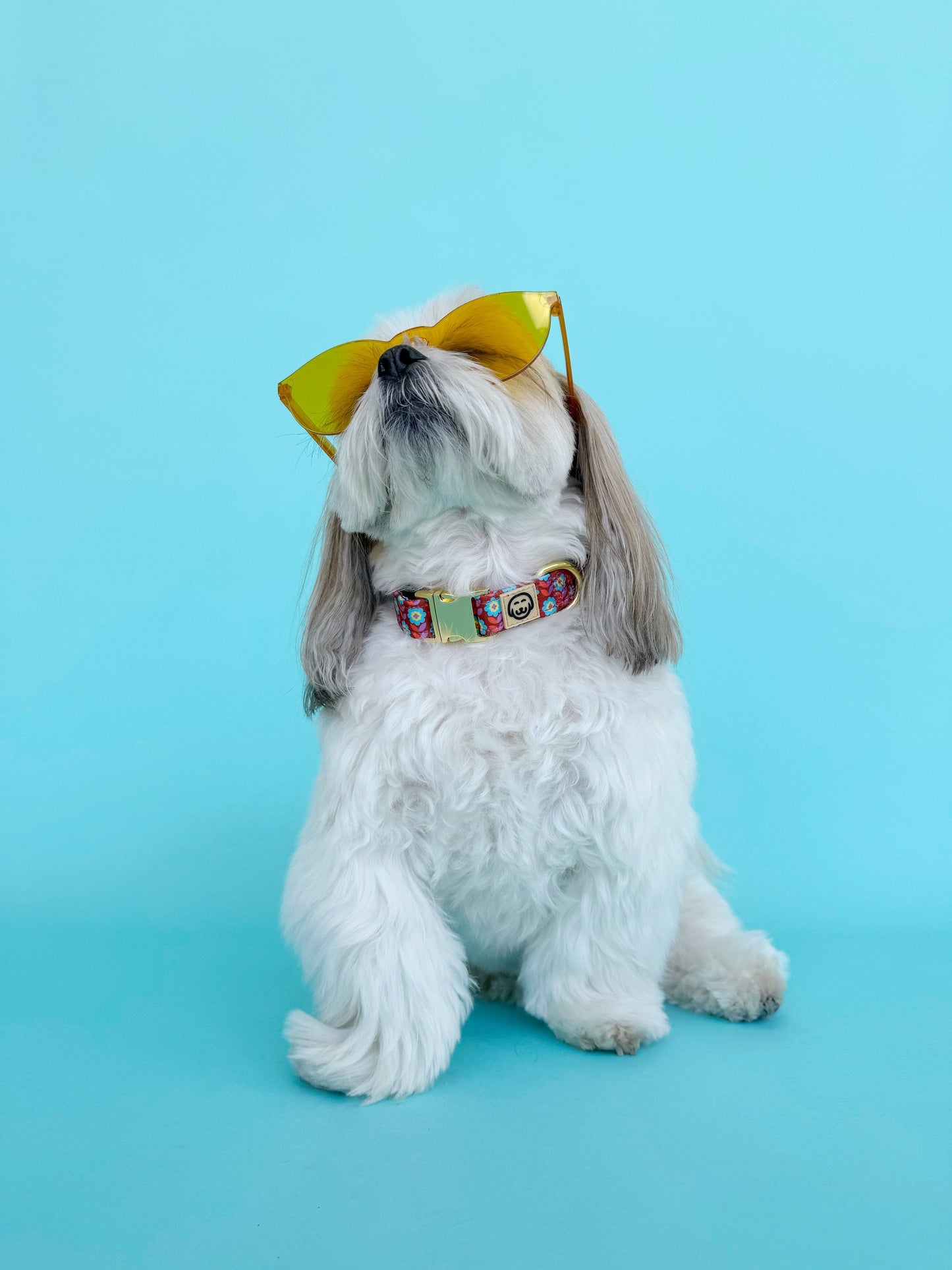 Poppy - Dog Collar