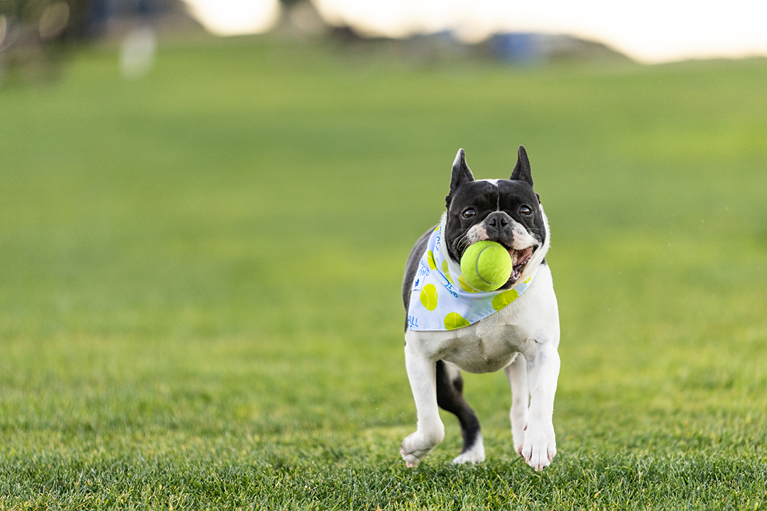 Ball Is Life Double Sided Tie & Snap Dog Bandana