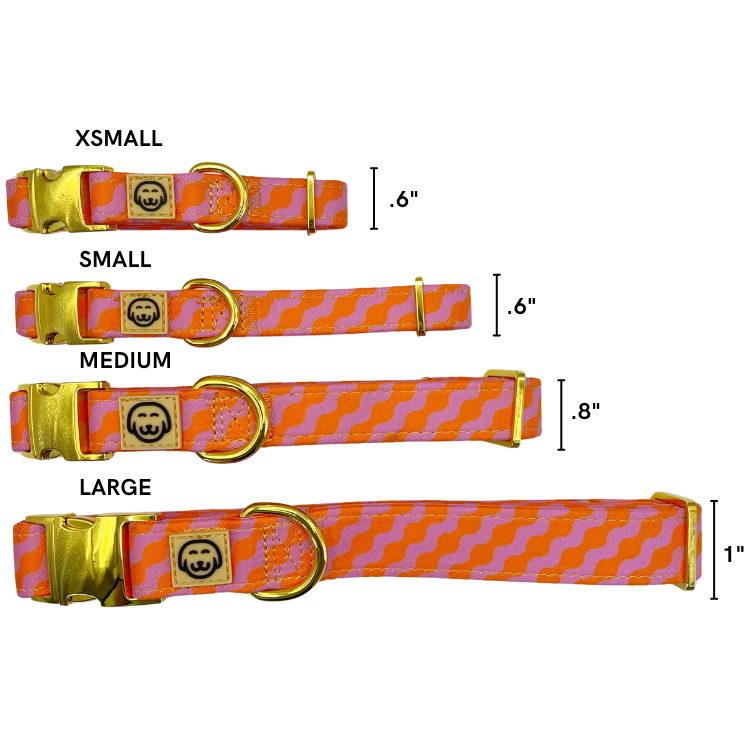 Mango - Dog Collar