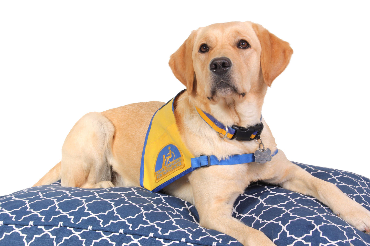 Romeo and Juliet Dog Duvet