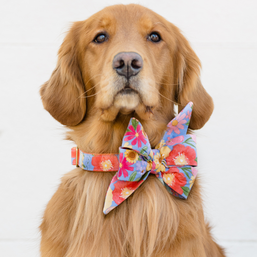 Full Bloom Belle Bow Dog Collar