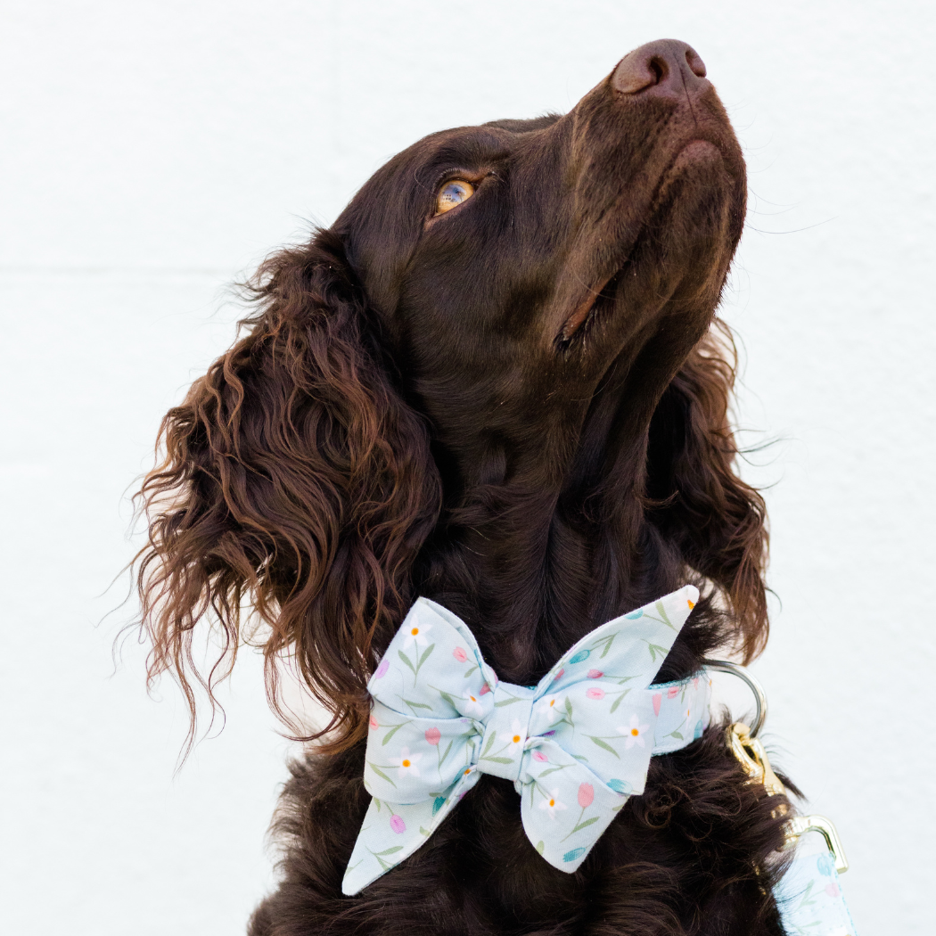 Dusty Blue Tulips Belle Bow Dog Collar