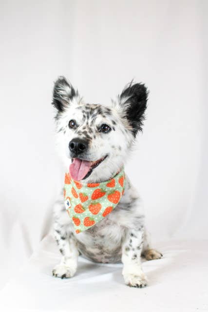 Strawberry & Watermelon Double Sided Tie & Snap Dog Bandana