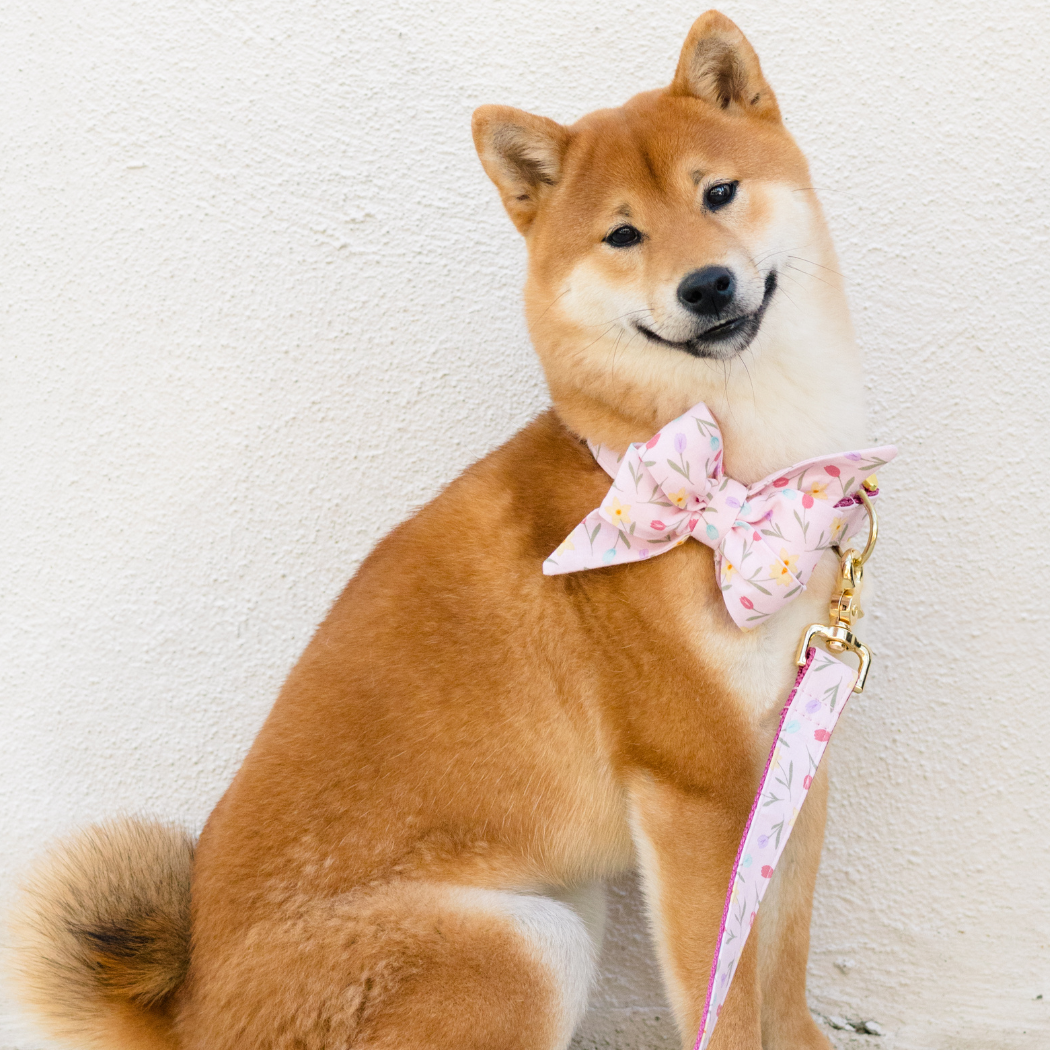 Rosy Tulips Belle Bow Dog Collar