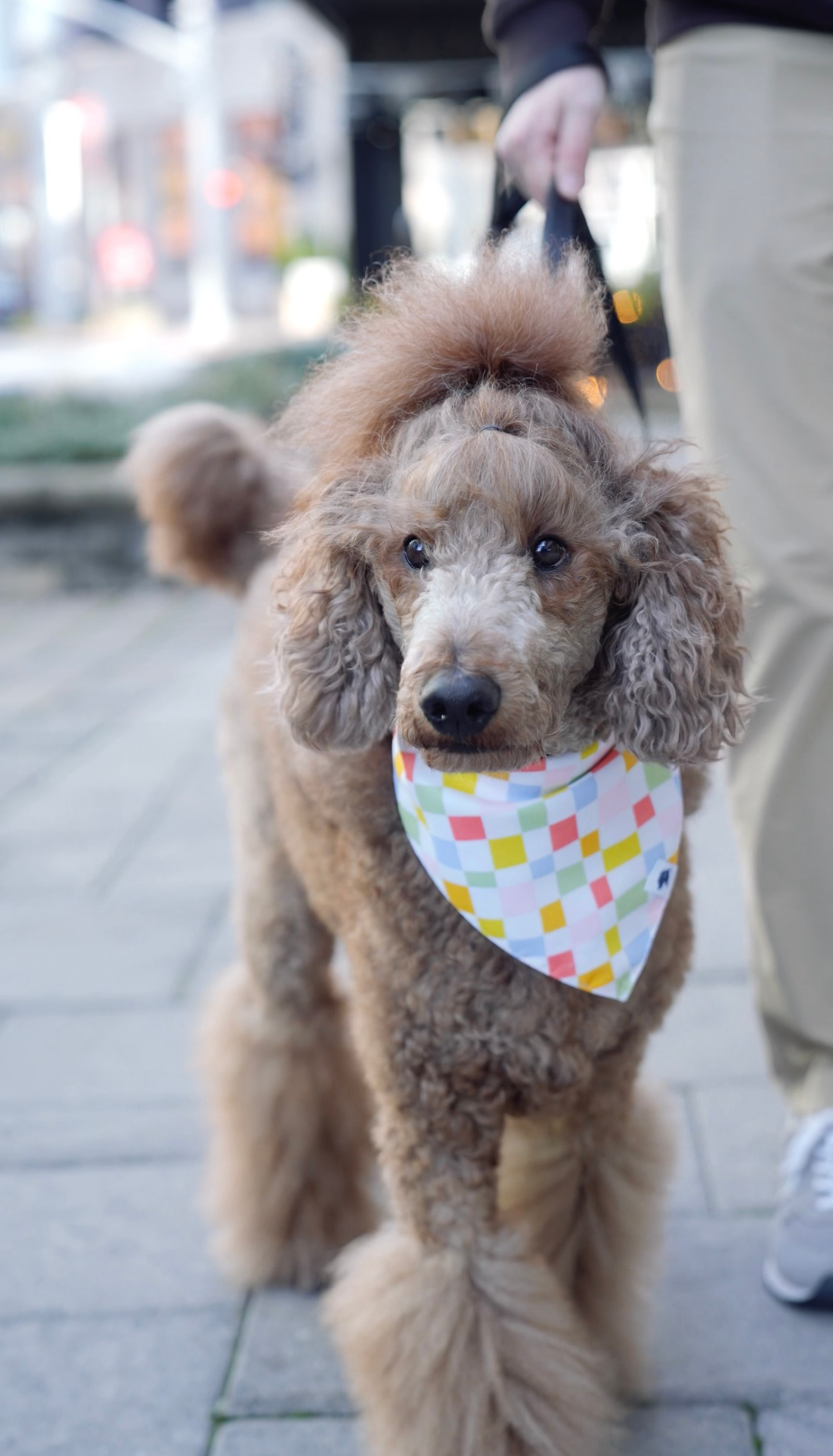 Popsicle Double Sided Tie & Snap Dog Bandana