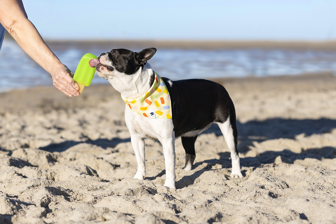 Popsicle Double Sided Tie & Snap Dog Bandana