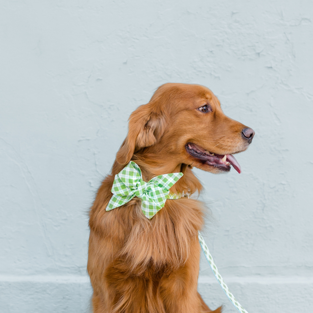 Limeade Plaid Belle Bow Dog Collar