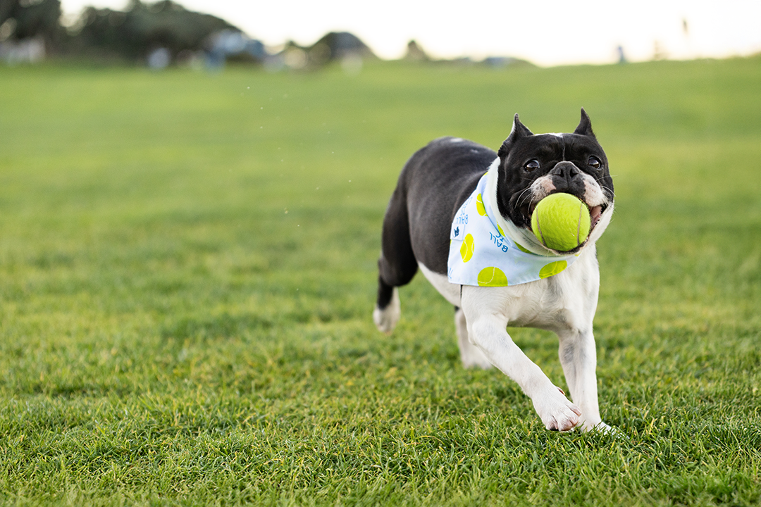 Ball Is Life Double Sided Tie & Snap Dog Bandana