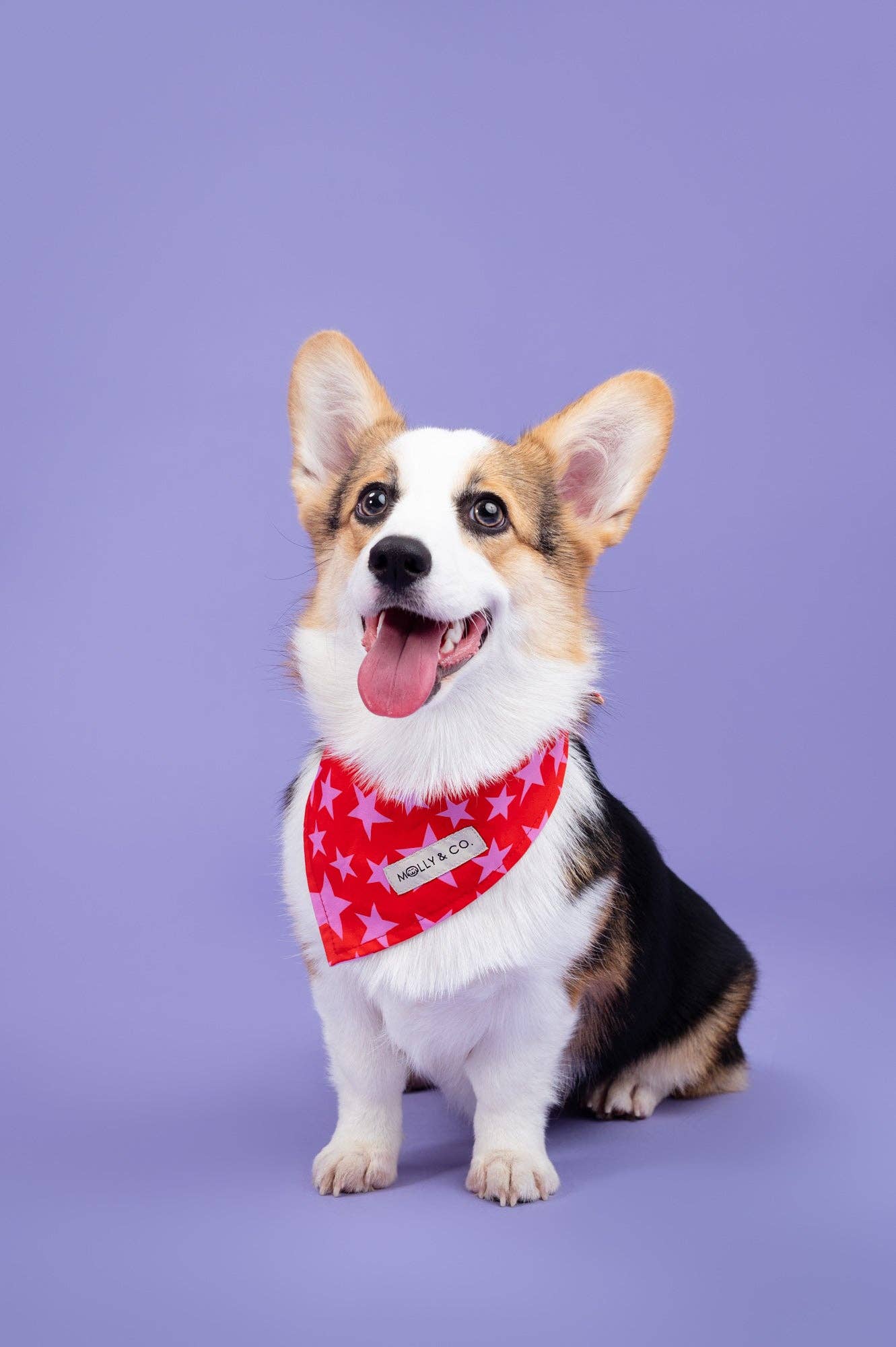 Wildflower - Reversible Dog Bandana