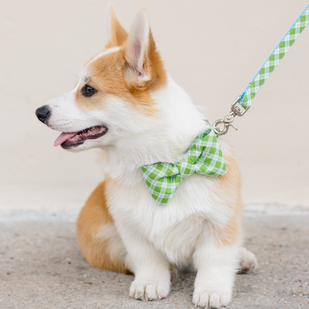Limeade Plaid Bow Tie Dog Collar