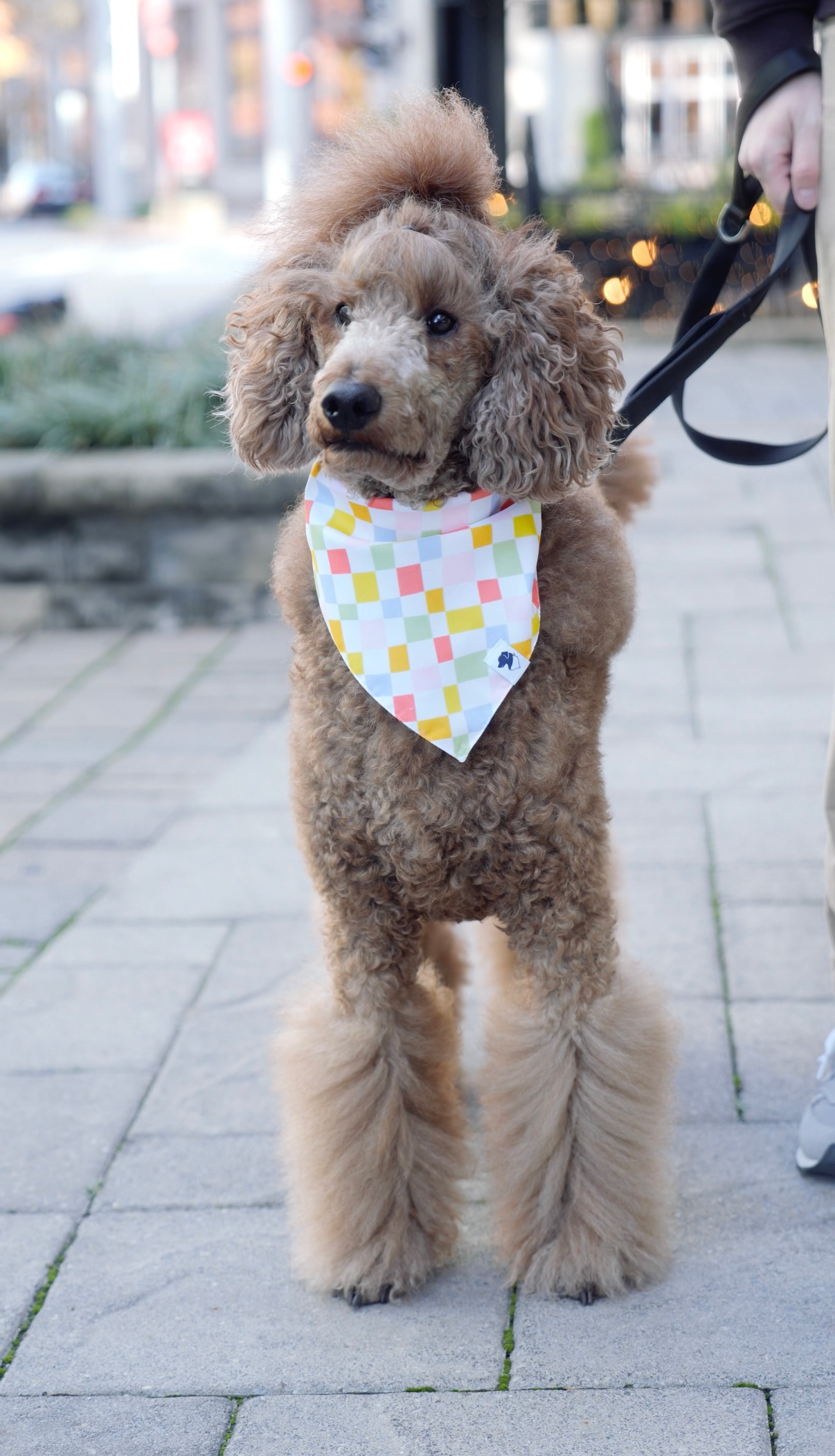 Popsicle Double Sided Tie & Snap Dog Bandana