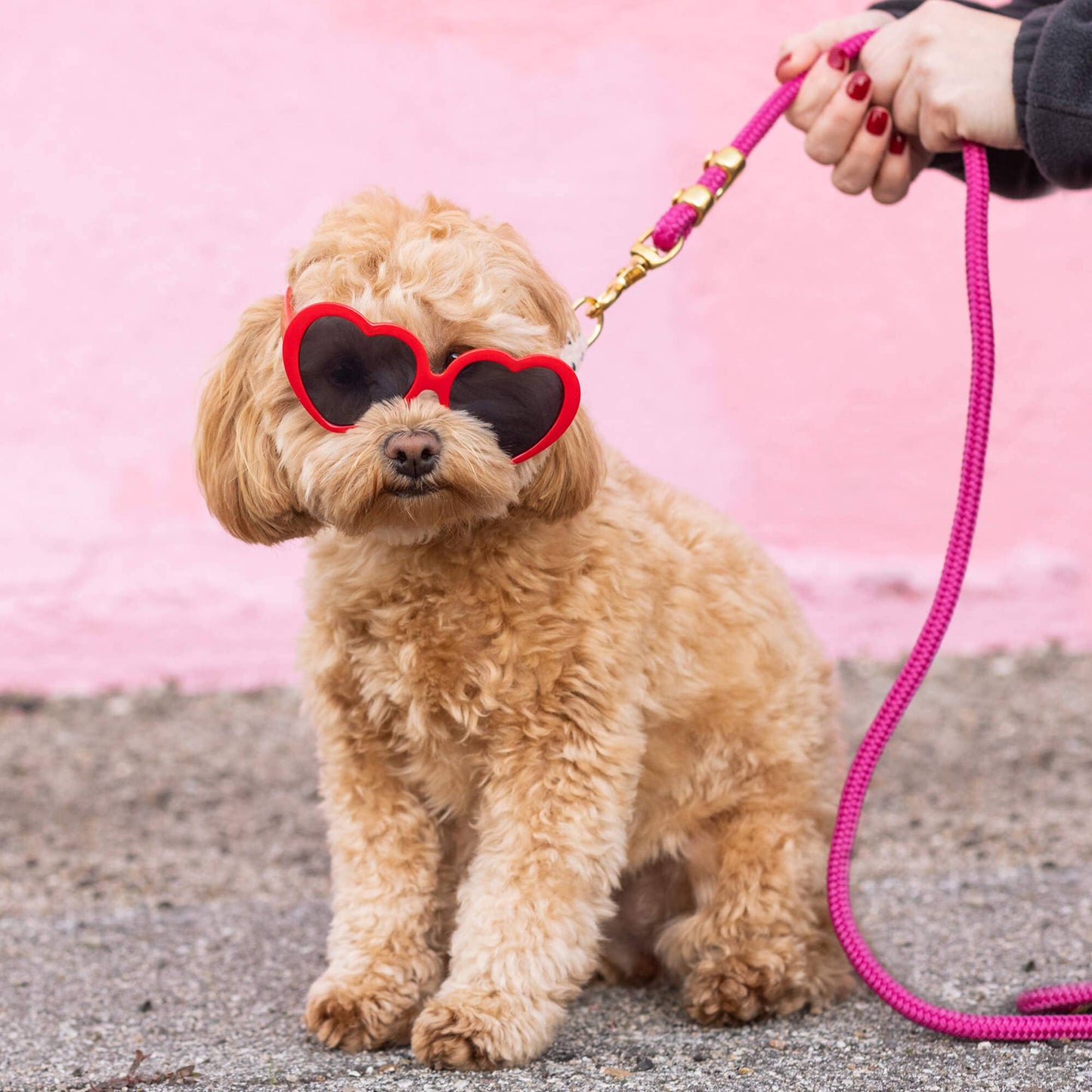 Hot Pink Valentine's Day Marine Rope Dog Leash